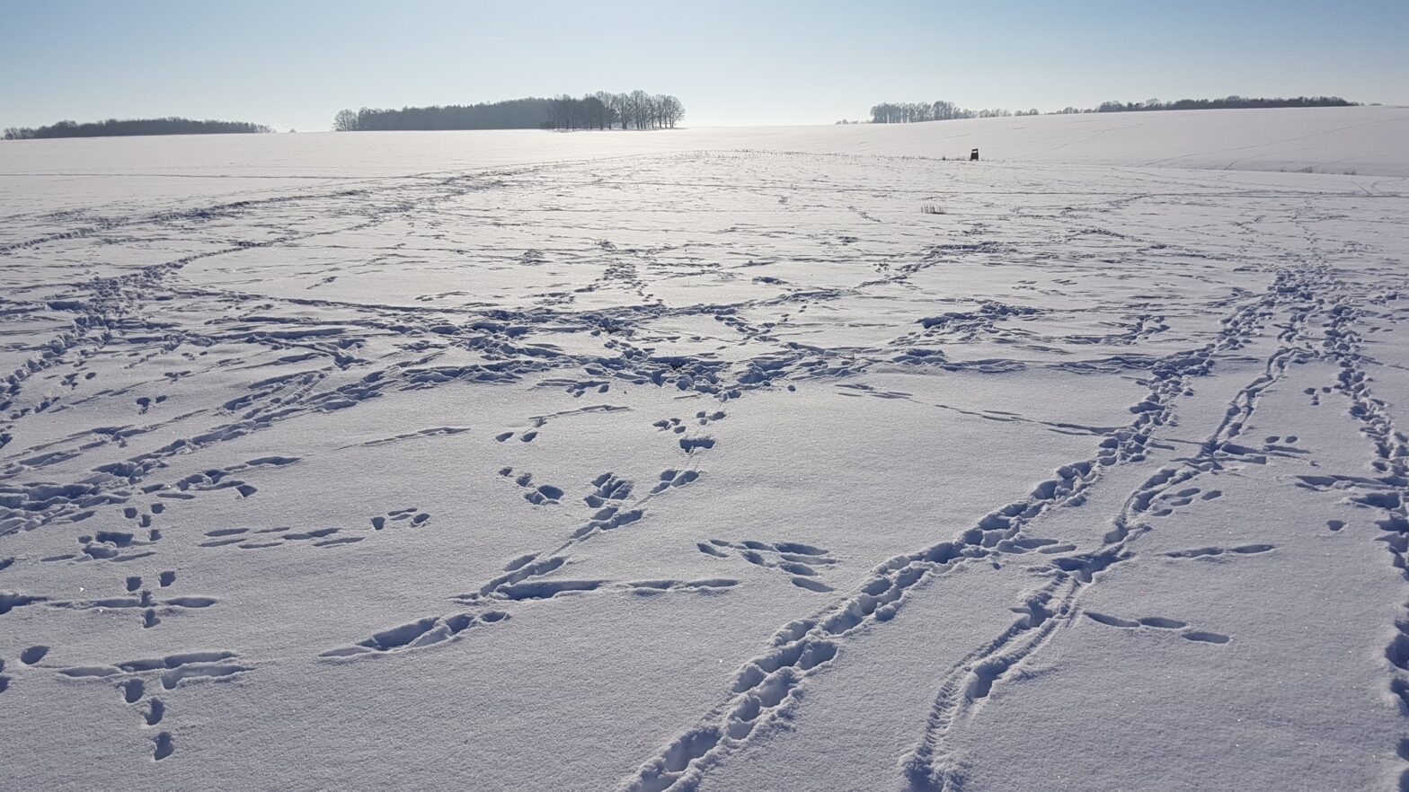 Blick nach Königshain-Wiederau