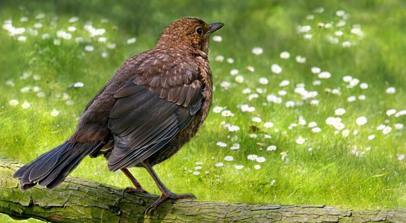 Amselweibchen im Frühling