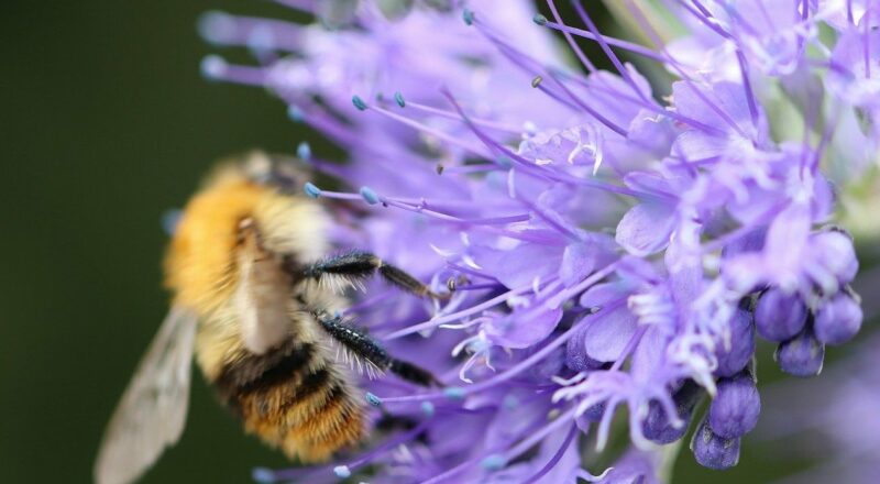 Bienenfreund Phacelia
