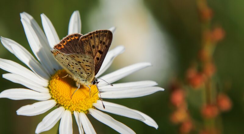 Schmetterling auf Blüte