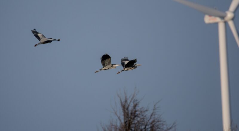 Vögel und Windräder
