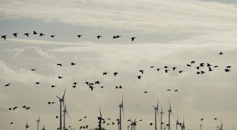 fliegende Gänse vor Windrädern