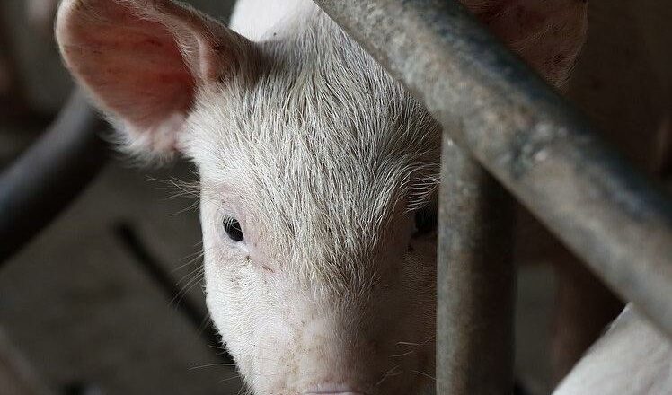 Schwein eingestallt